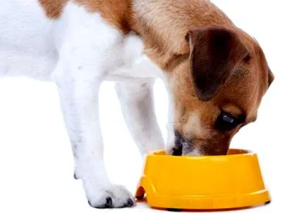 kutyaeledel