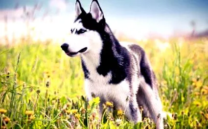 husky