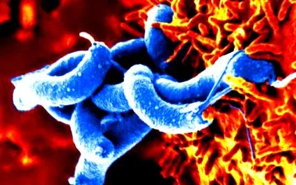 pylori