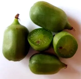 kiwi