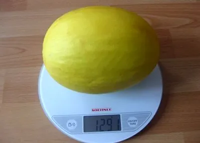 диња медлика