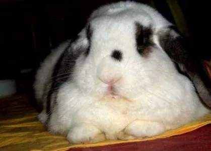sweetrabbits