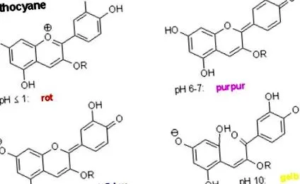 purpurii
