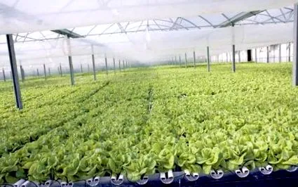 producția