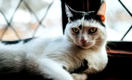котки