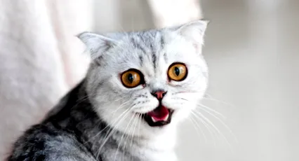 котен
