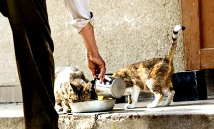 vetwork