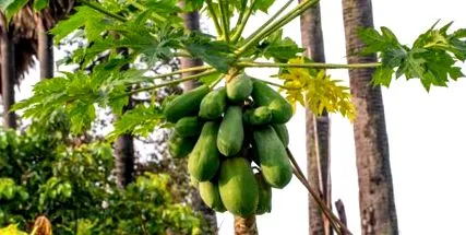 exotică