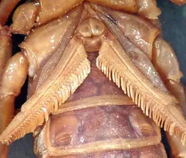 fejlődött alsó oldalán