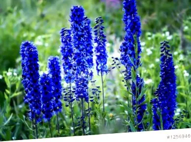 delphinium
