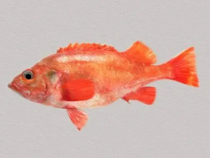 fish