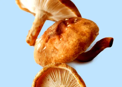 gombák