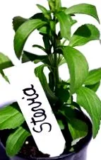stevia este
