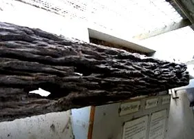 biológia