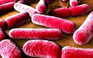 bacterii