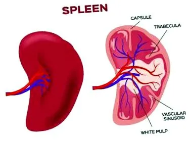 tratament splenomegalie