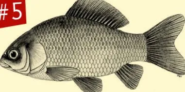 halprofil