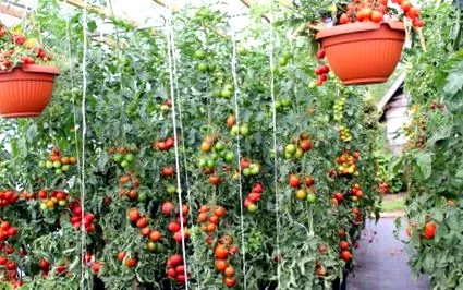 tomate