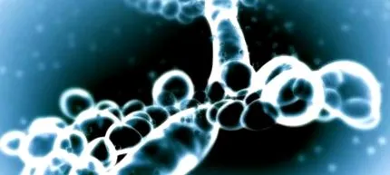 candida candida