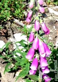 plantele