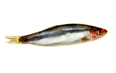 sărată