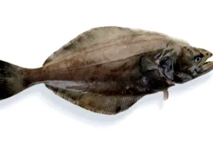 halibutului negru