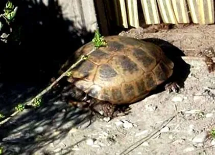közelében lévő