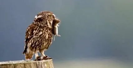 ragadozó