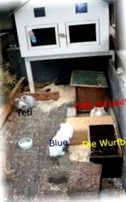 fiatal állatok