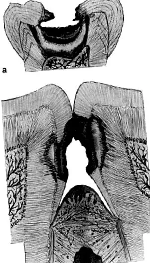 biológia lexikona