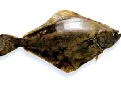fehér laposhalat