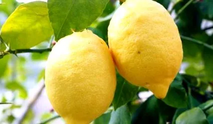 lămâie