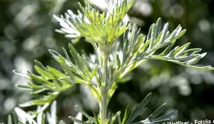 artemisia