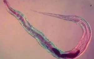 вони викликається паразитами