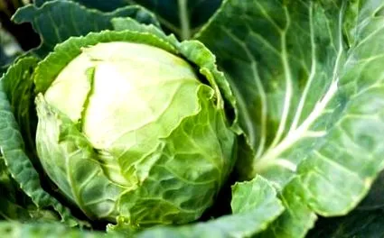 характеристика главата