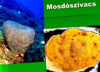 кръвоносните съдове кръвоносните съдове