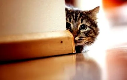 вашата котка котешка