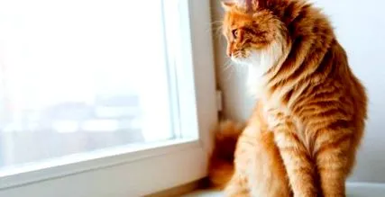 котка бездомната