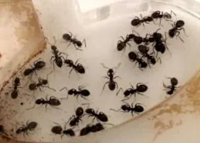 Lasius niger tenyészlap