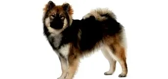 amit