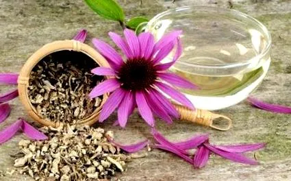 echinacea
