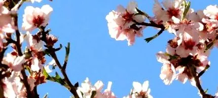 консуело