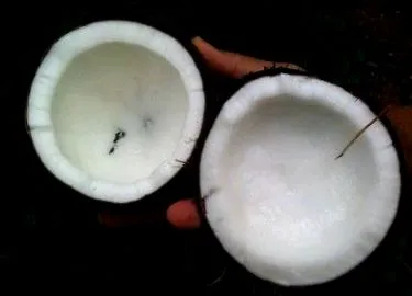 кокосово