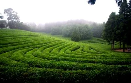 teafajták