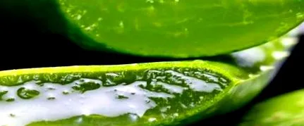 Aloe Vera