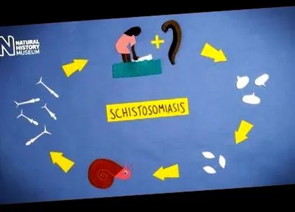 трематоди хробака