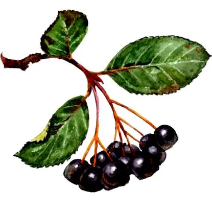 плодове отслабване