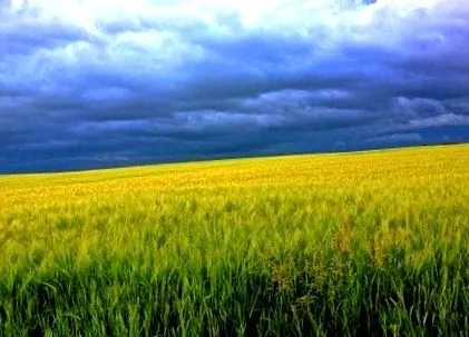 ячмінь який сприятливий