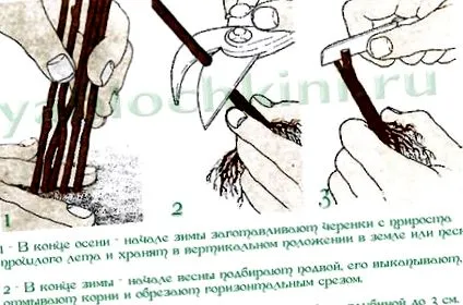 анализ ентеробиоза