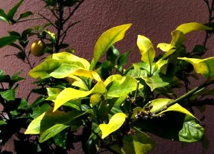 citronnier citronnier